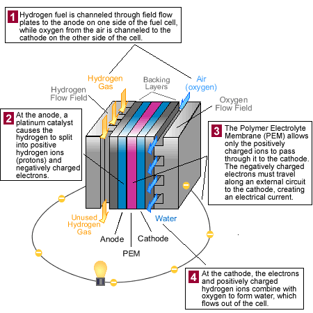 Diagram: How a PEM fuel cell works.  1. Hydrogen fuel
is channeled through field flow plates to the anode on one side of the fuel
cell, while oxygen from the air is channeled to the cathode on the other
side of the cell.  2. At the anode, a platinum catalyst causes the hydrogen
to split into positive hydrogen ions (protons) and negatively charged
electrons.  3. The Polymer Electrolyte Membrane (PEM) allows only the
positively charged ions to pass through it to the cathode.  The negatively
charged electrons must travel along an external circuit to the cathode,
creating an electrical current.  4. At the cathode, the electrons and
positively charged hydrogen ions combine with oxygen to form water, which
flows out of the cell.