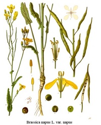 RAPESEED (select to view enlarged photo)