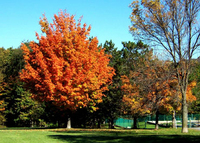 PHOTO (select to view enlarged photo)