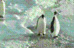 penguins