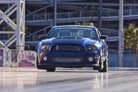 shelby (select to view enlarged photo)