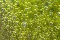 biofuels (select to view enlarged photo)