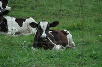 2014 Mazda Miata MX-5 (select to view enlarged photo)