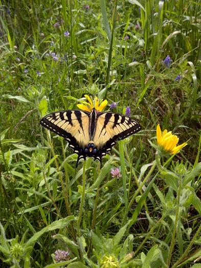 monarch butterfly (select to view enlarged photo)