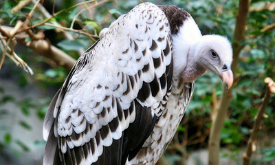 Official Big Oil Industry Bird (select to view enlarged photo)