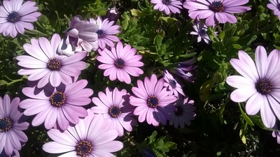 flowers(select to view enlarged photo)