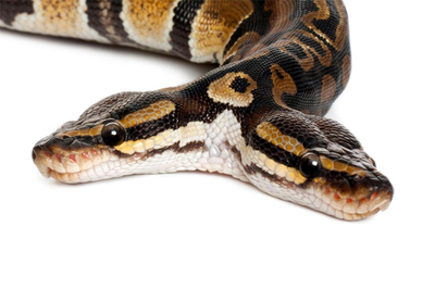 PHOTO (select to view enlarged photo)