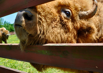 PHOTO (select to view enlarged photo)