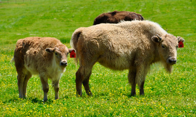 PHOTO (select to view enlarged photo)